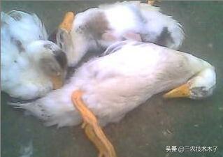 有鸡瘟咋办,鸭瘟鸡瘟最快的解决方法