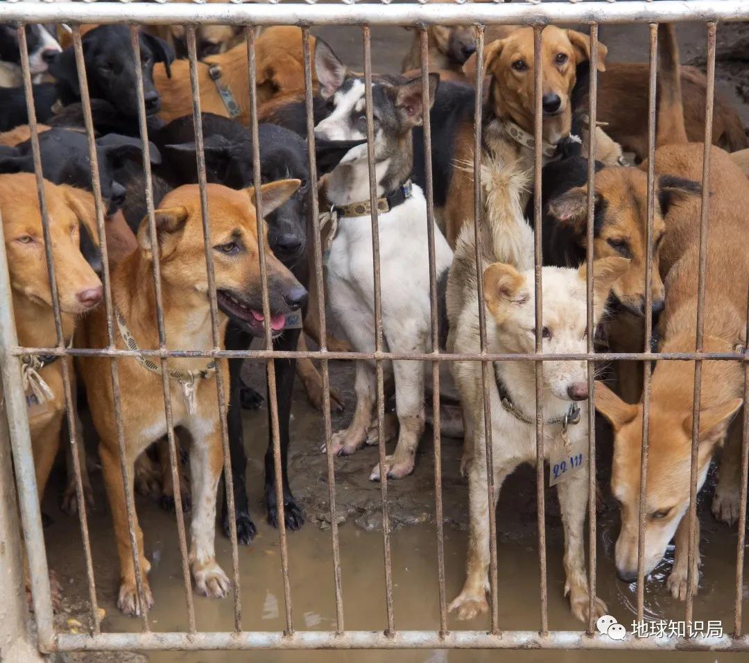 正宗朝鲜烀大块狗肉方法,朝鲜狗肉