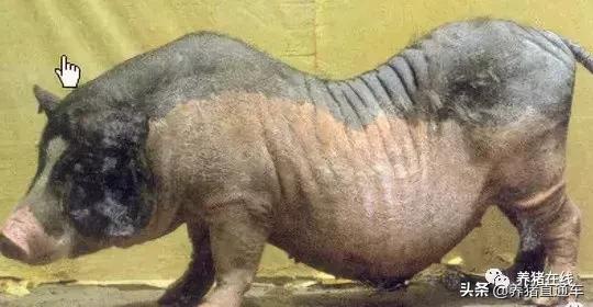 国内生猪品种大全,中国17个生猪品种