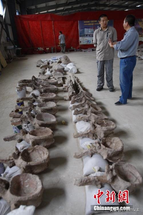 中国新发现的巨型新疆恐龙种类,中国新发现恐龙化石