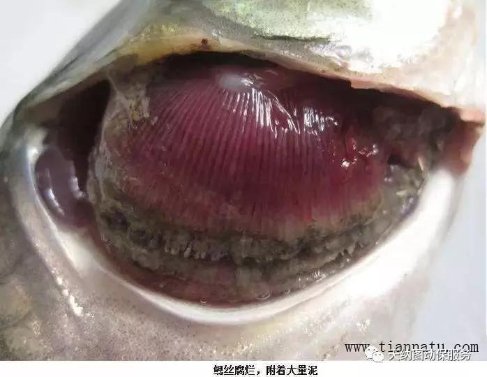 烂鳃是什么原因引起,锦鲤烂鳃什么原因