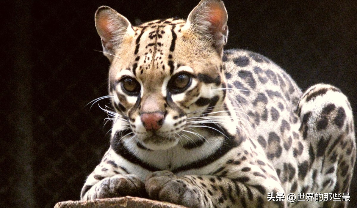 猫科猛兽动物,像虎一样的猫