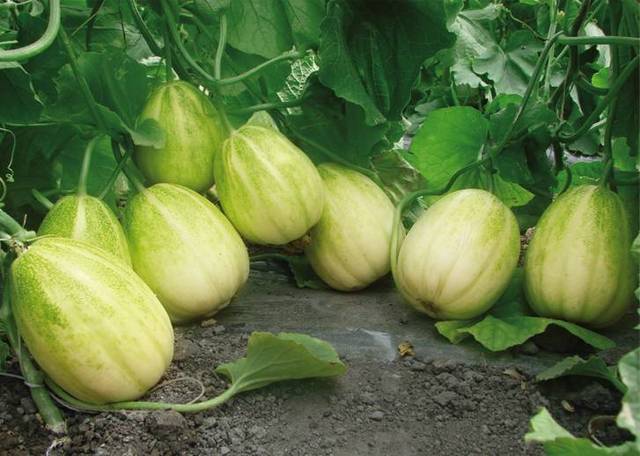 甜瓜叶斑病有什么症状,甜瓜幼苗叶片有枯斑