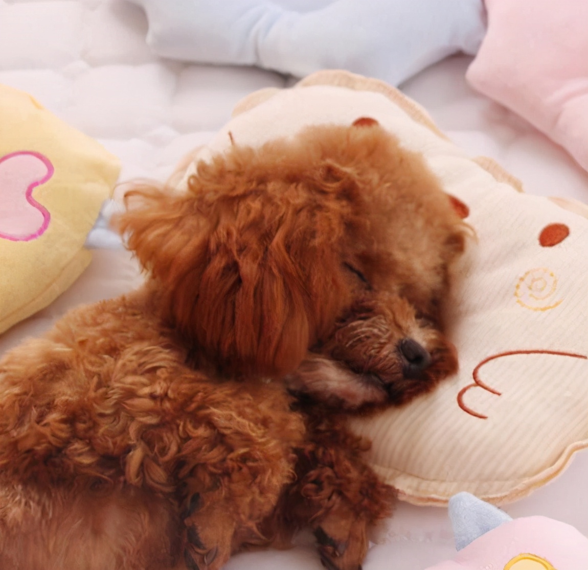 对泰迪犬的态度有哪些表现,泰迪犬若有这4个行为