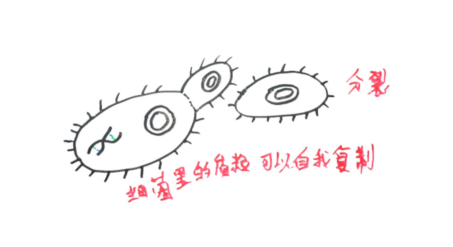 如果基因被破解会有什么后果,人类基因被破解的危害