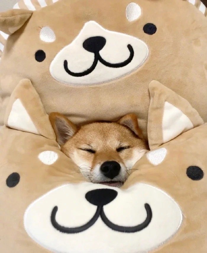 狗狗身上有皮屑可以用碘伏擦吧,狗狗身上痒痒总挠掉皮屑怎么办