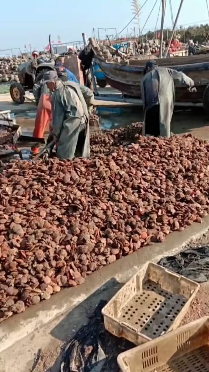 干部帮村民销售海鲜村民为抗疫出钱出力青岛西海岸新区琅琊镇全民互助共抗疫情