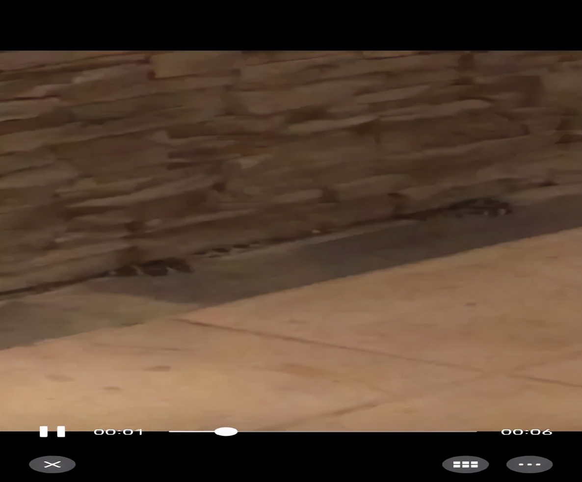 附近有蛇怎么驱赶最有效,如何防蛇驱蛇最有效