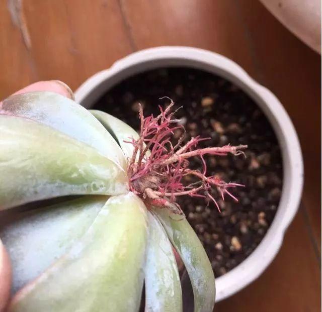 这3种多肉最适合新手,多肉扦插用什么方法最好