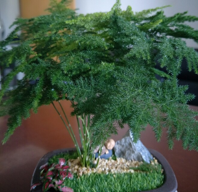 文竹应该怎么养才不会黄叶,文竹养多长时间可以施肥