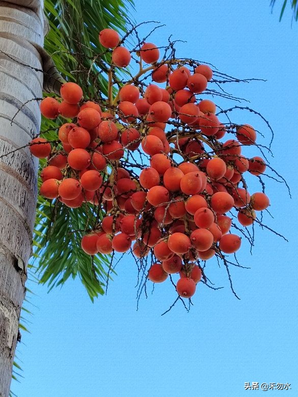 海南常见的果子菩提,海南神奇果子