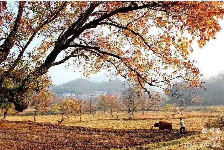 金秋拾贝——战友作品作者：瞿梅初、马庆武、张永学、王健等战友