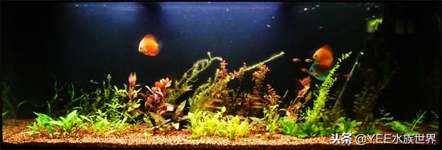 水草缸水草怎么选择,水草缸养鱼注意事项有哪些