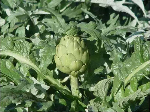 球茎茴香种植时间和方法,球茎茴香的种植与培育技巧