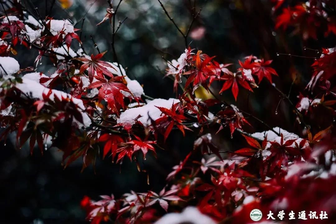 央视多次点赞武汉,央视点赞武汉直播