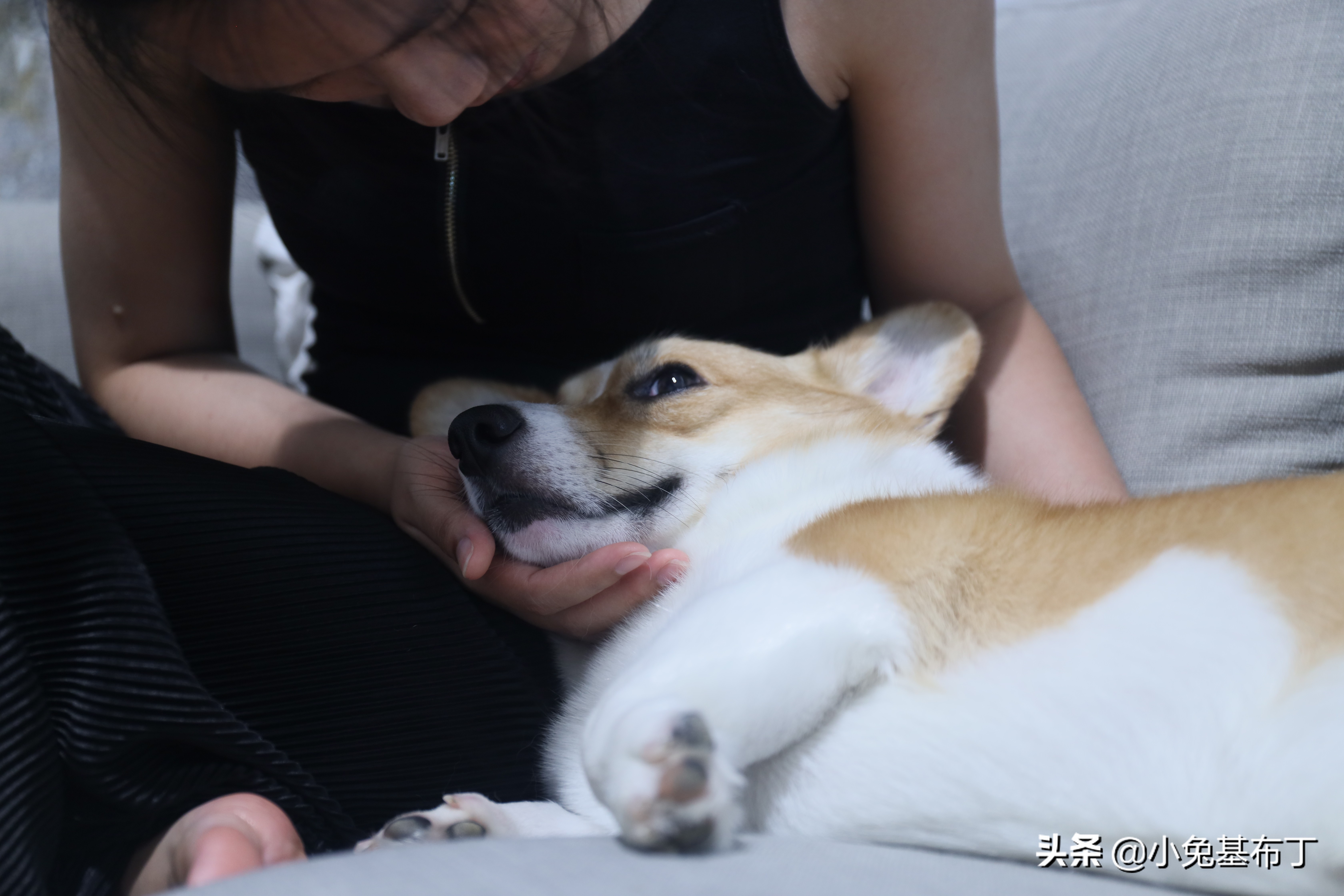 狗狗天天不听话,狗狗老是不吃药怎么办