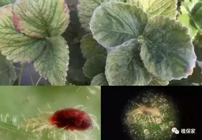 南京地区草莓病虫害防治的现状,温室草莓病虫害种类及防治措施