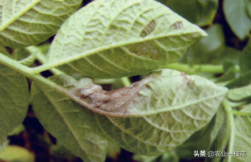 马铃薯晚疫病的症状和治疗方法,马铃薯晚疫病是什么原因