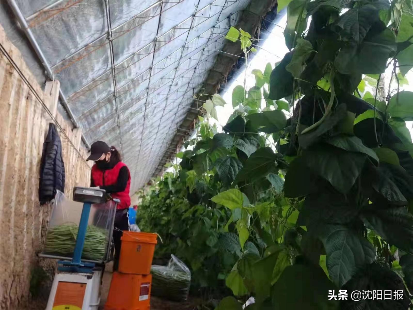 特大暴雪后,沈阳菜篮子咋样?新民市大民屯一天5万公斤全力保供