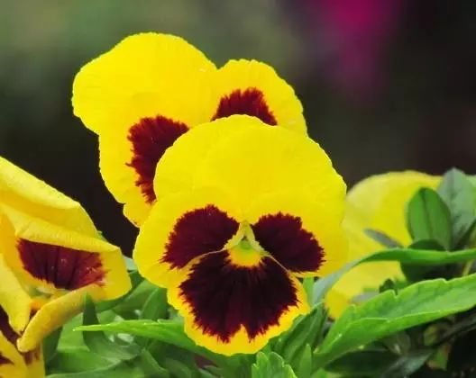 三色堇是一种花吗,鬼脸花三色堇