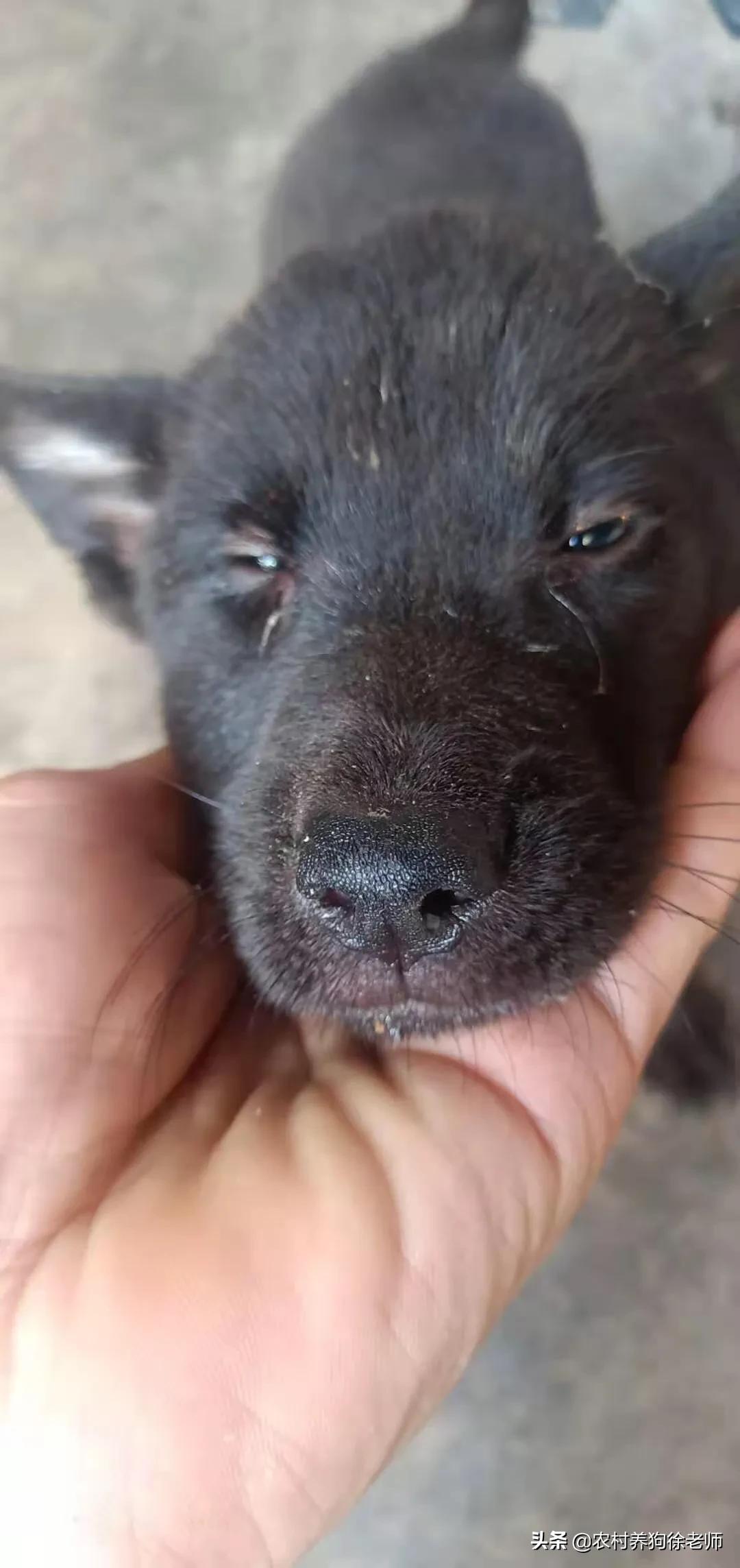 狗狗感染细小和冠状能治好吗,狗狗细小怎么治疗在家里怎么灌药