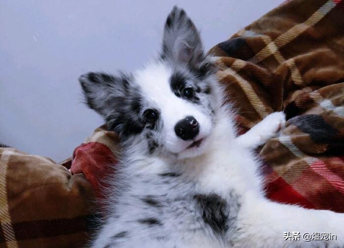 边牧狗狗体温多少正常,边牧幼犬发烧怎么办