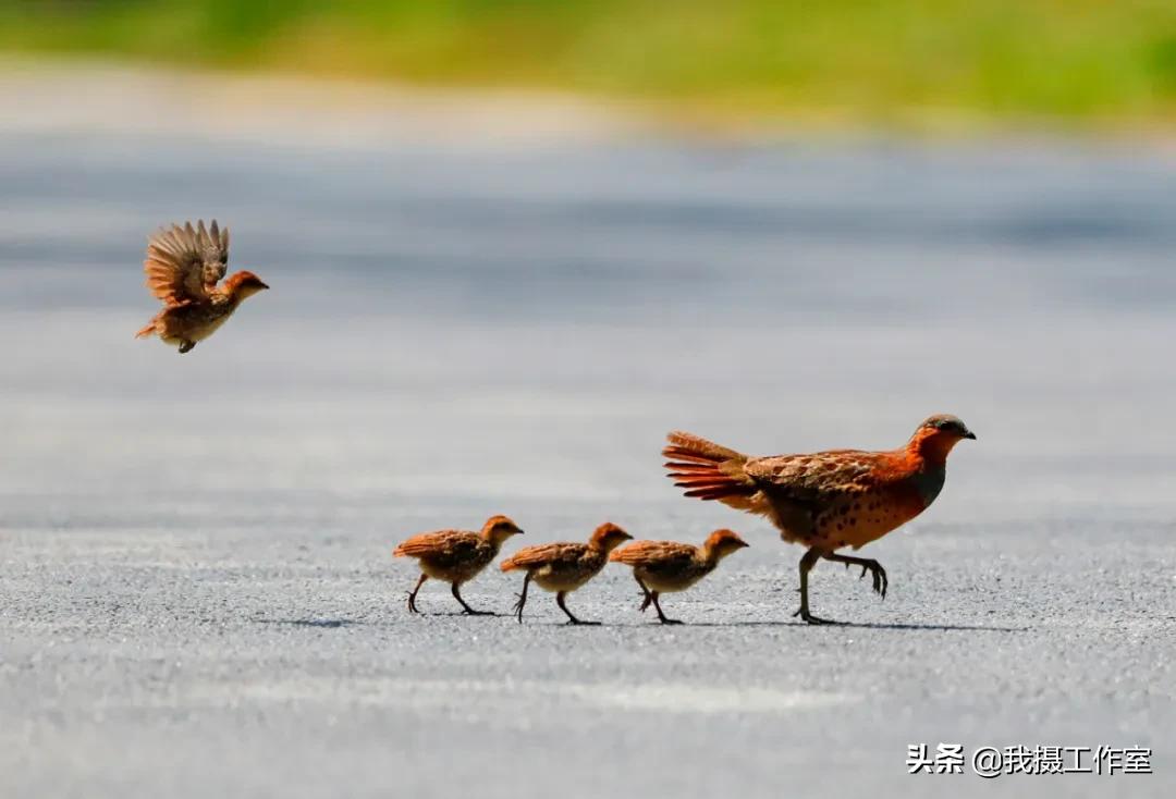第16届国际摄影艺术展获奖作品,第29届全国摄影艺术展览作品集