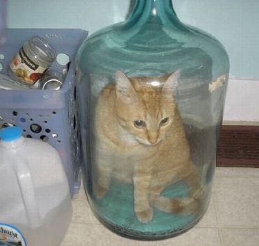 猫的内在品质,猫的本质就是嫌弃主人