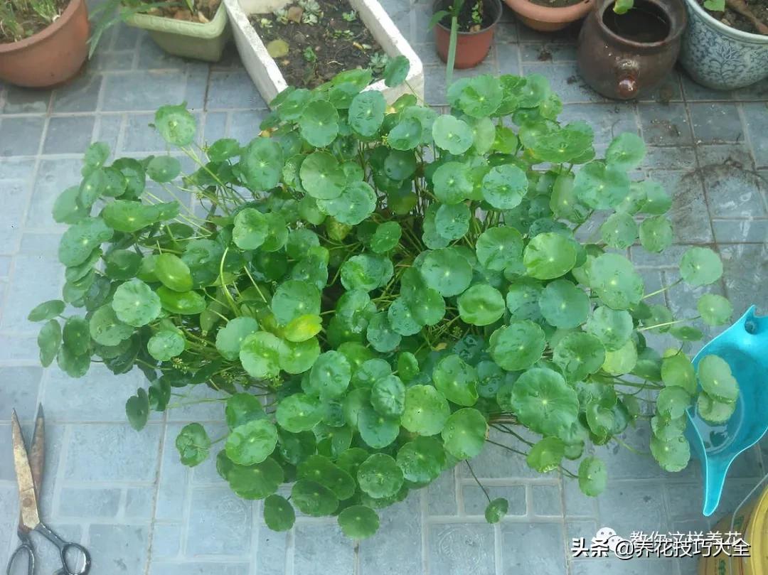 绿萝铜钱草家庭养殖,绿萝发财树黄叶子怎么办呢