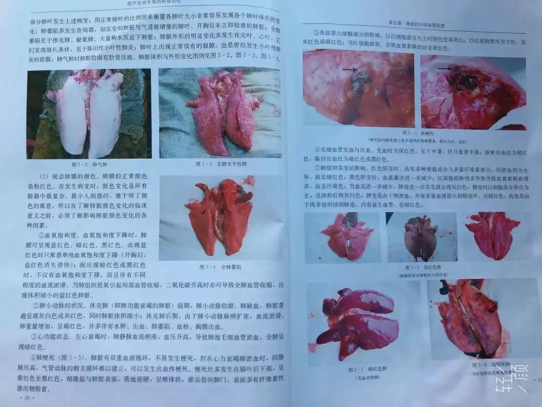 猪肺炎怎么治疗效果最好,猪肺炎该怎么治