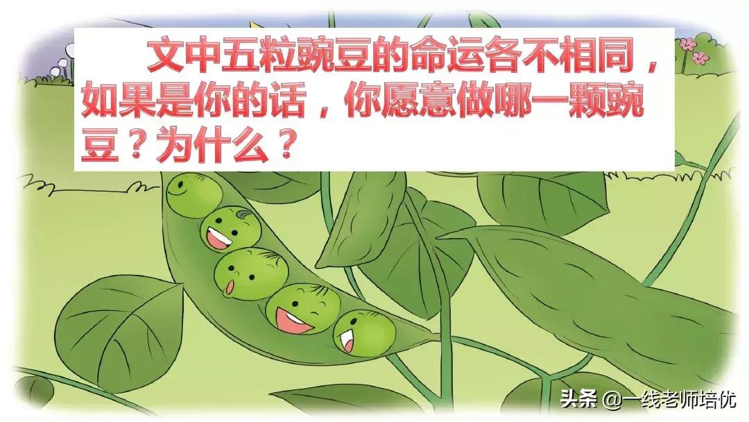 四年级上册豆荚里的五粒豆笔记,一个豆荚里的五粒豆四年级课文