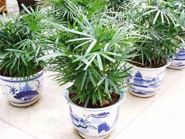 棕竹在阳光下能养吗,室内怎么养棕竹