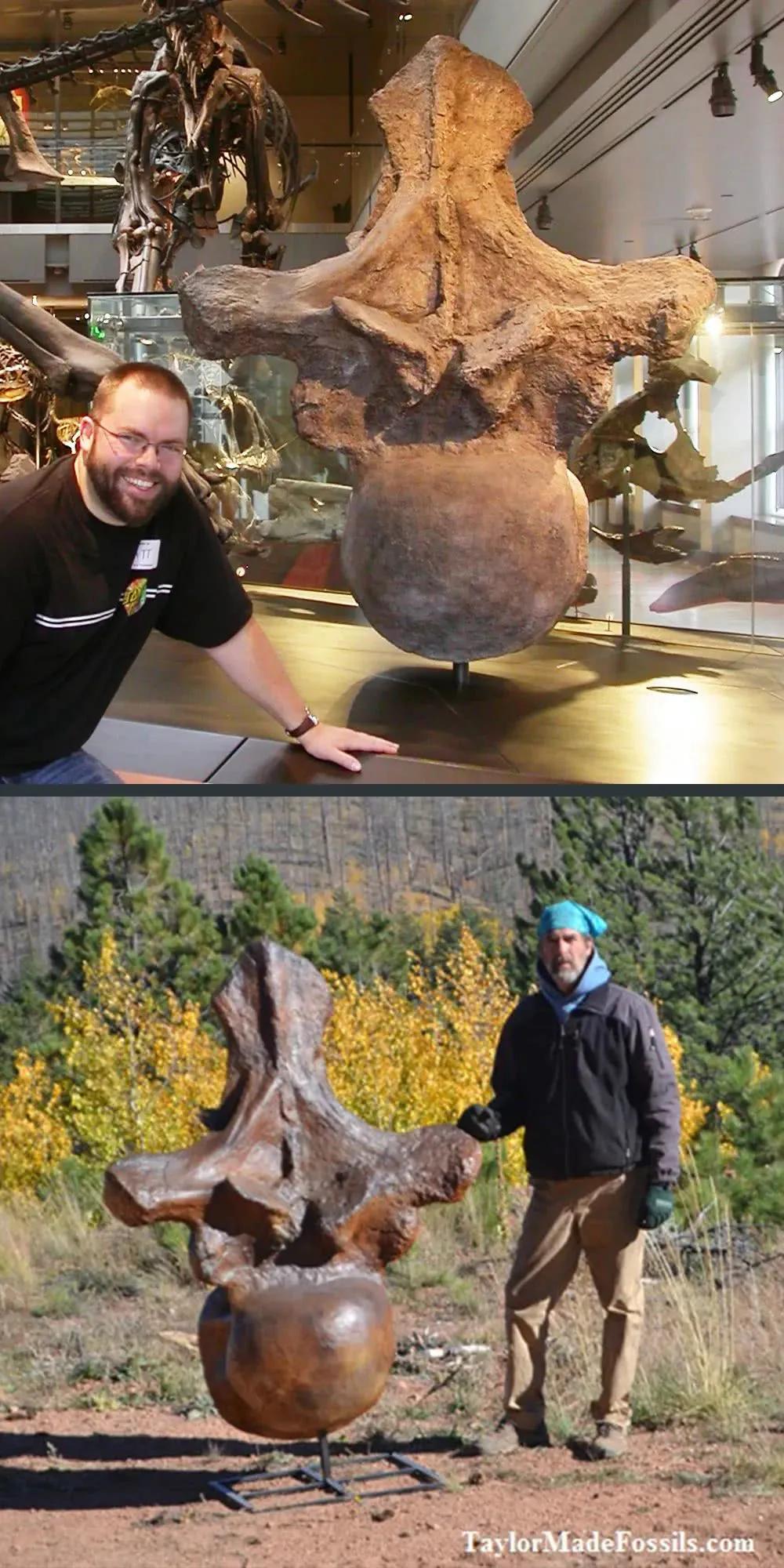 十大蜥脚类恐龙视频,蜥脚类恐龙排行榜