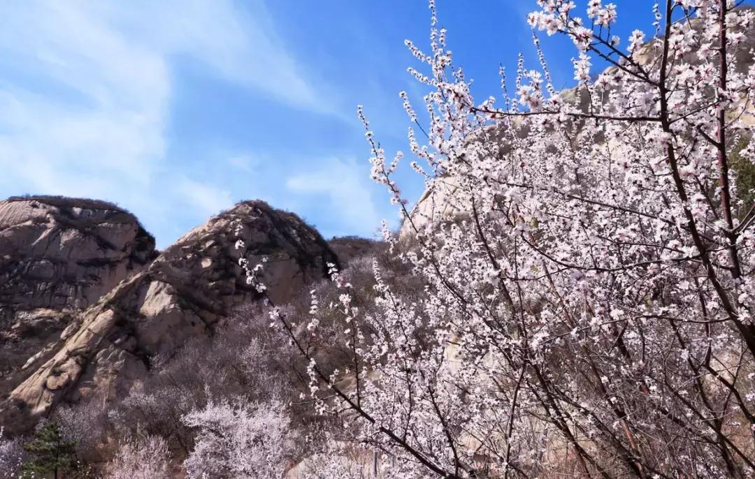 最适合赏花的花,视觉盛宴五种赏花名花供您选择