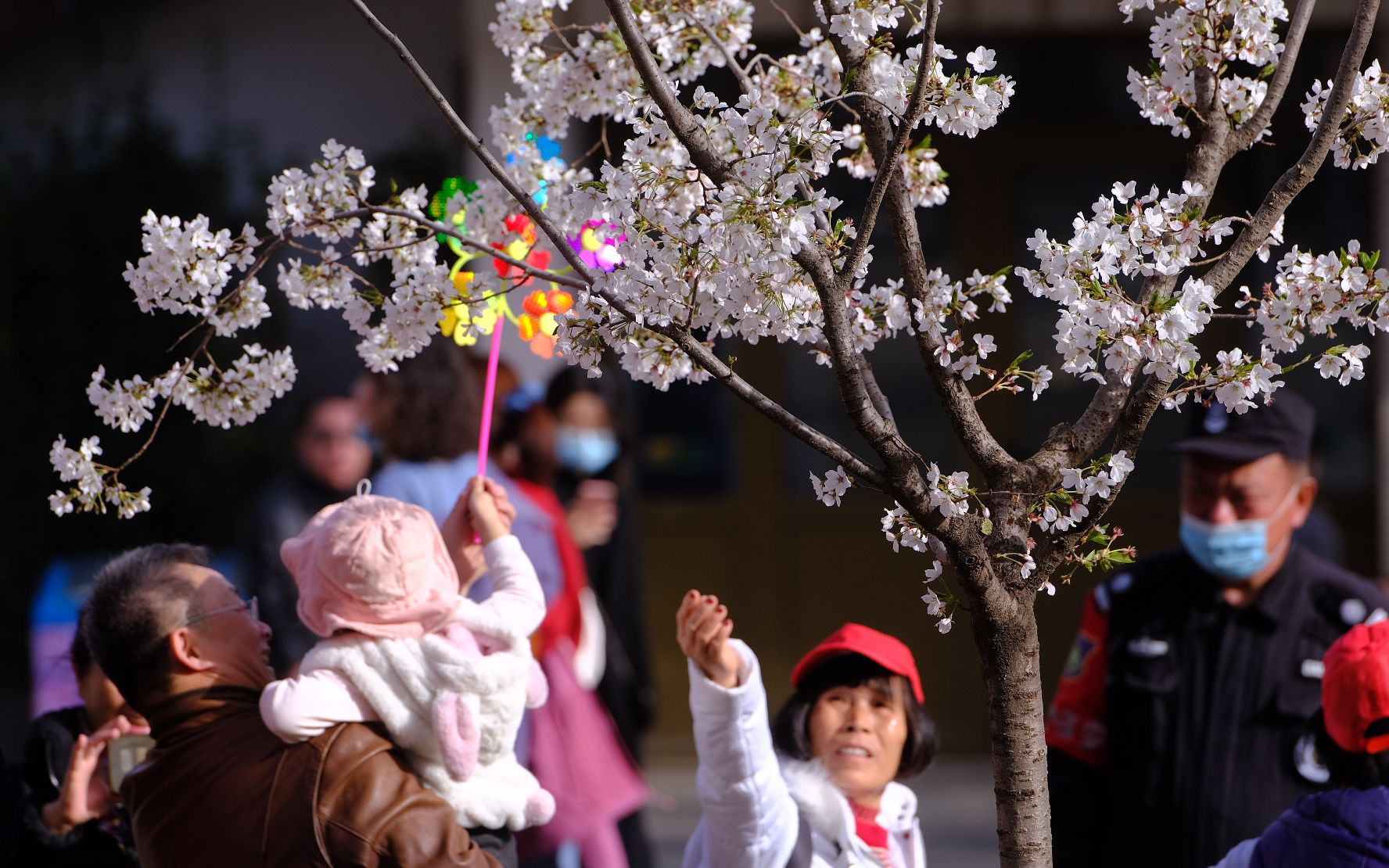 樱花与樱桃的区别,樱花与樱桃有啥区别