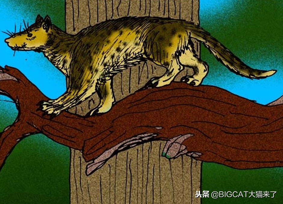 狮虎兽与史前猫科对比,比老虎还壮的史前猫科动物