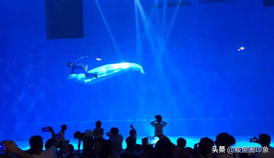 鲅鱼圈大白鲸完工,鲅鱼圈大白鲸世界建设的进程