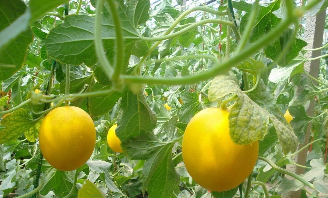 风情万种甜瓜品种大全,风情万种甜瓜品种