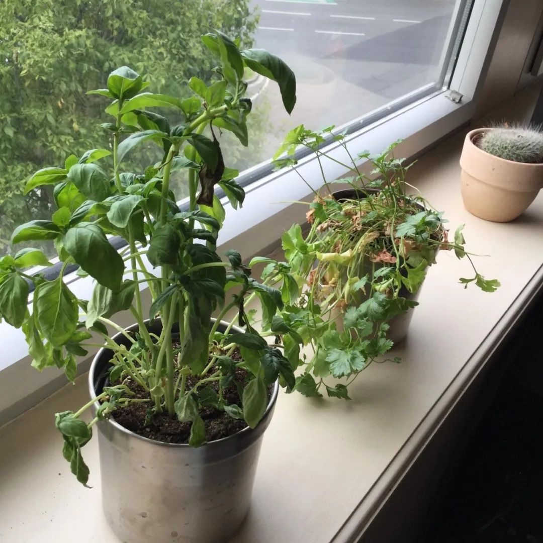 罗勒哪个品种用来做菜,罗勒调味品配方