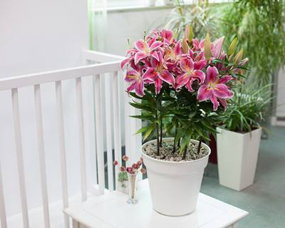 百合花盆栽下边的叶子发黄,百合花叶子发黄快速补救方法