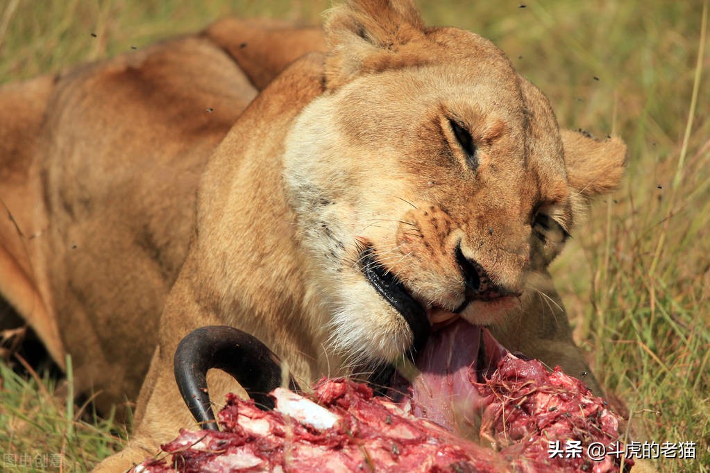 草原上10头狮子猎杀野牛场面激烈,野牛为什么敢顶狮子却打不赢鬣狗