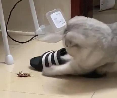 为啥不用鞋子打蟑螂,蟑螂用拖鞋拍死的后果