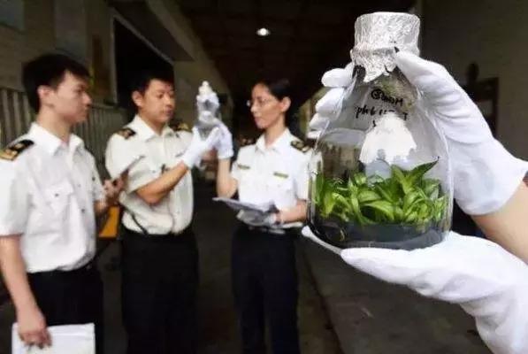 海关查验的注意事项,海关查验流程注意的细节问题