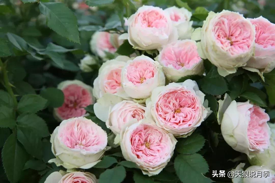 抗病性好的月季推荐,哪些月季品种抗病强