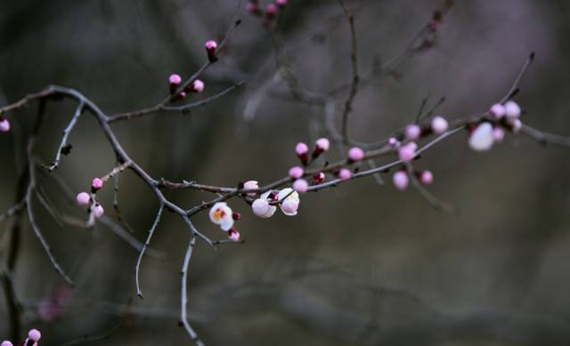 沾衣欲湿杏花酒不寒杨柳风,沾衣杏花雨吹面不寒杨柳风意思