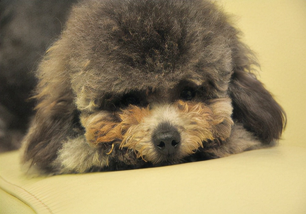 新手养宠：狗狗犬不吃饭怎么办？狗狗的饲养手册