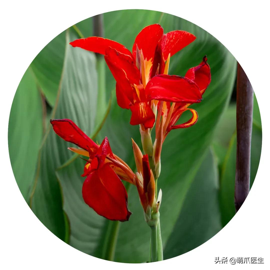 养猫能养啥花草,养了猫还可以养兔子吗