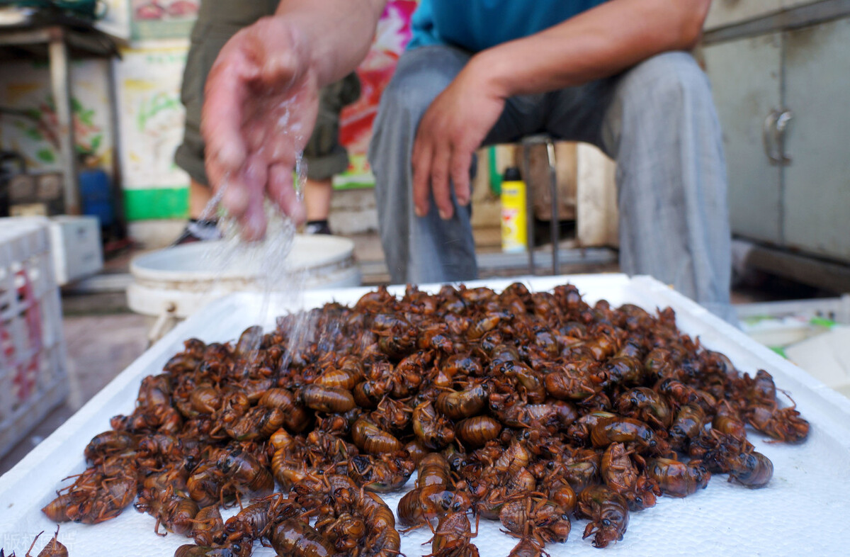 适合农村的致富小项目有哪些,农村快速致富冷门项目有哪些