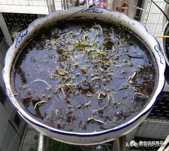 绿萝铜钱草家庭养殖,绿萝发财树黄叶子怎么办呢