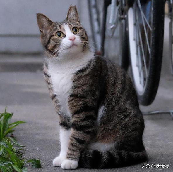 活体宠物塞入“盲盒”，拆开后是狗狗尸体！卖家：玩不起别买